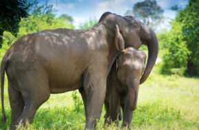 Sri Lanka Wild Life Sri Lanka Wild Life